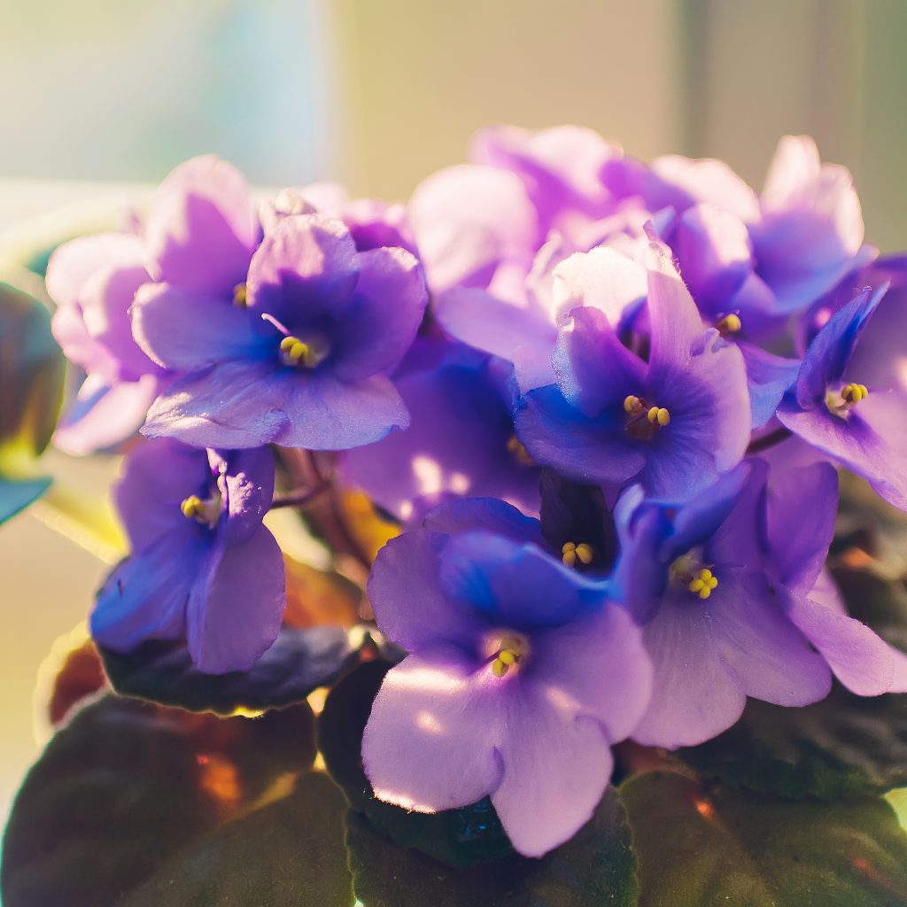 Violeta – Symphony – Flores e Plantas