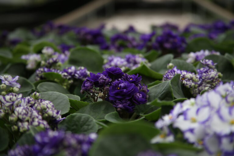 Como cuidar da Violeta: Beleza e Delicadeza em Pequenos Detalhes