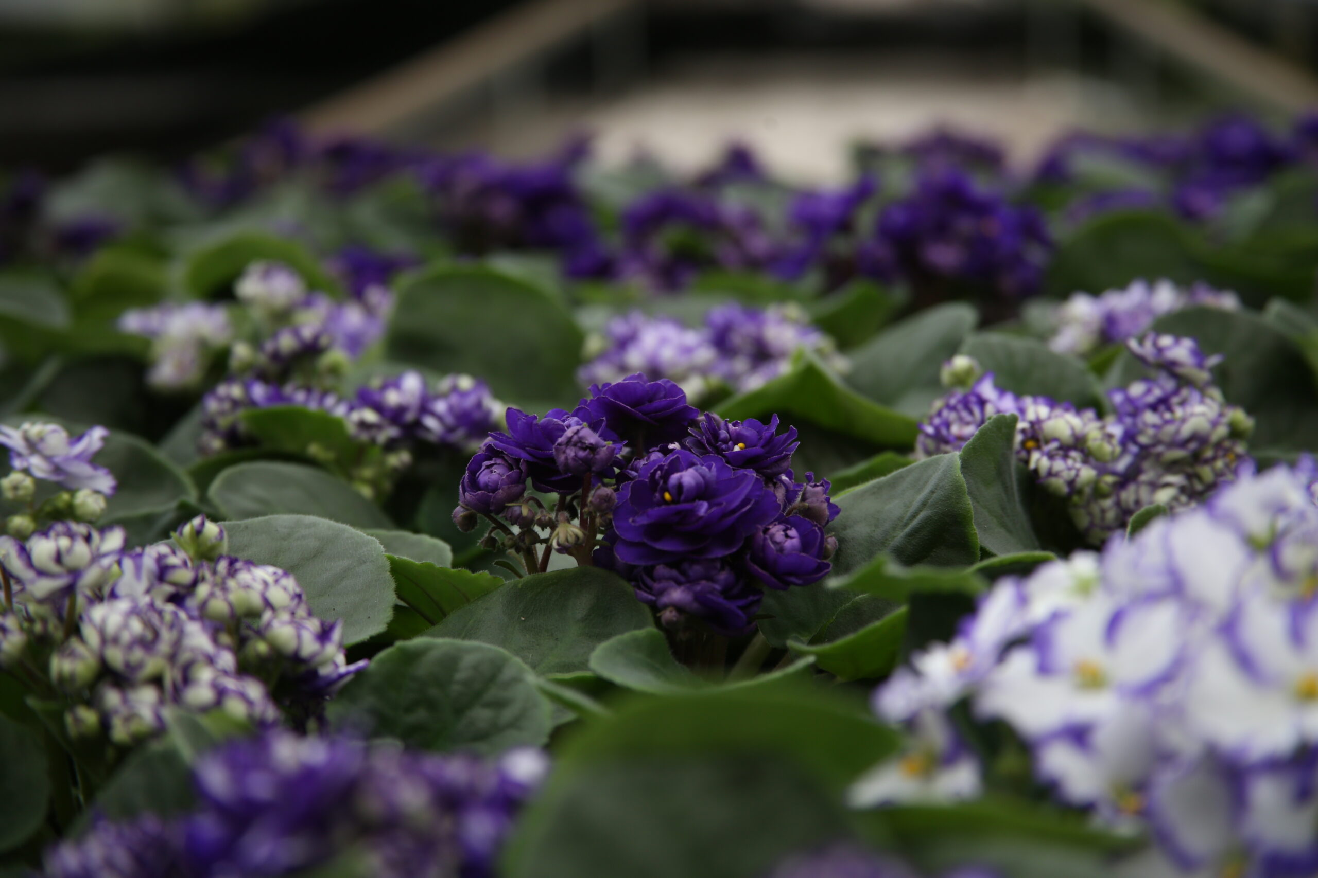 Como cuidar da Violeta: Beleza e Delicadeza em Pequenos Detalhes