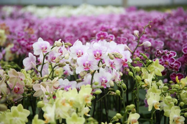 Como cuidar da Phalaenopsis: A Orquídea Que Encanta
