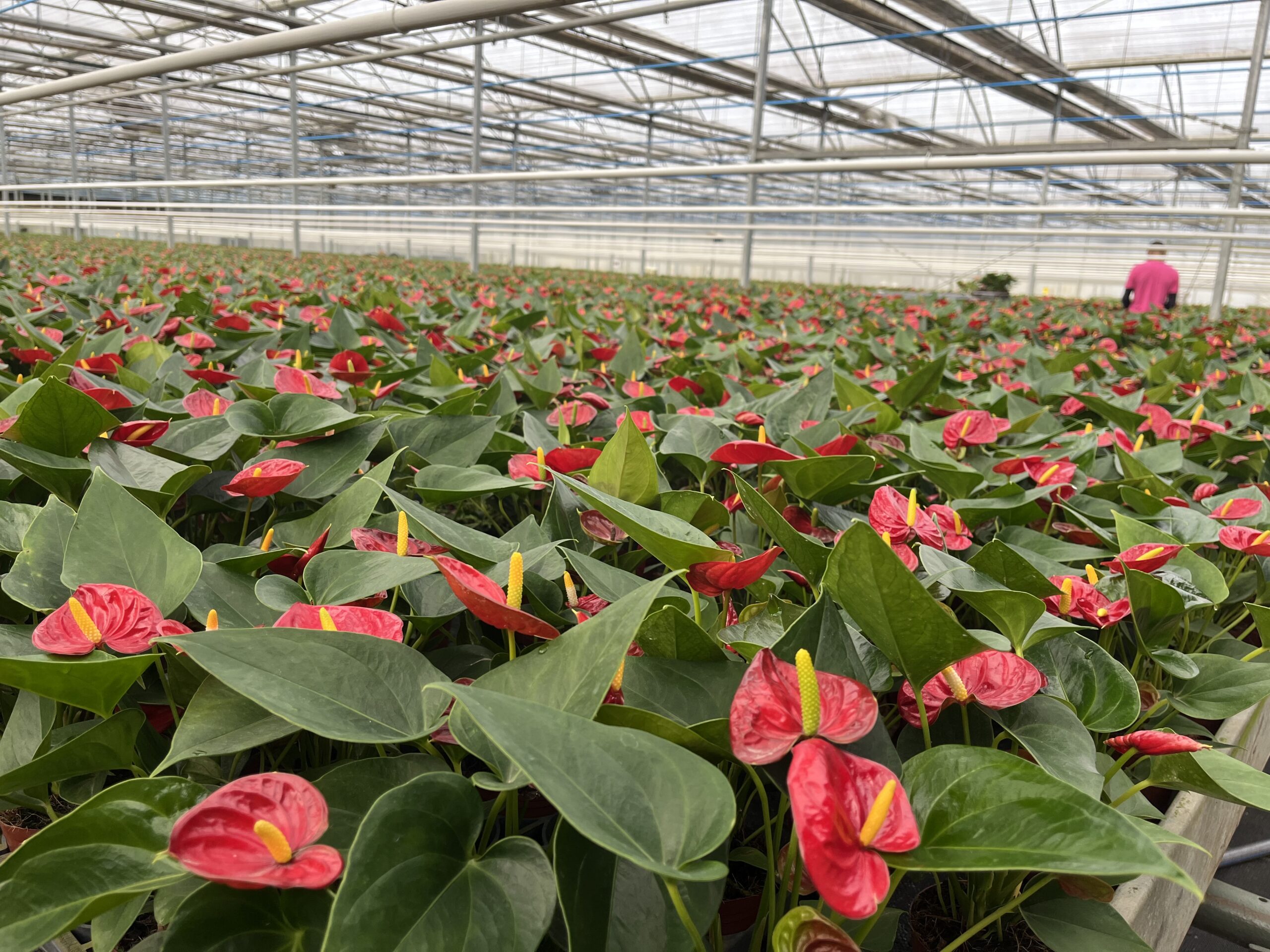 Como cuidar do Antúrio: A Elegância da Natureza em Sua Casa