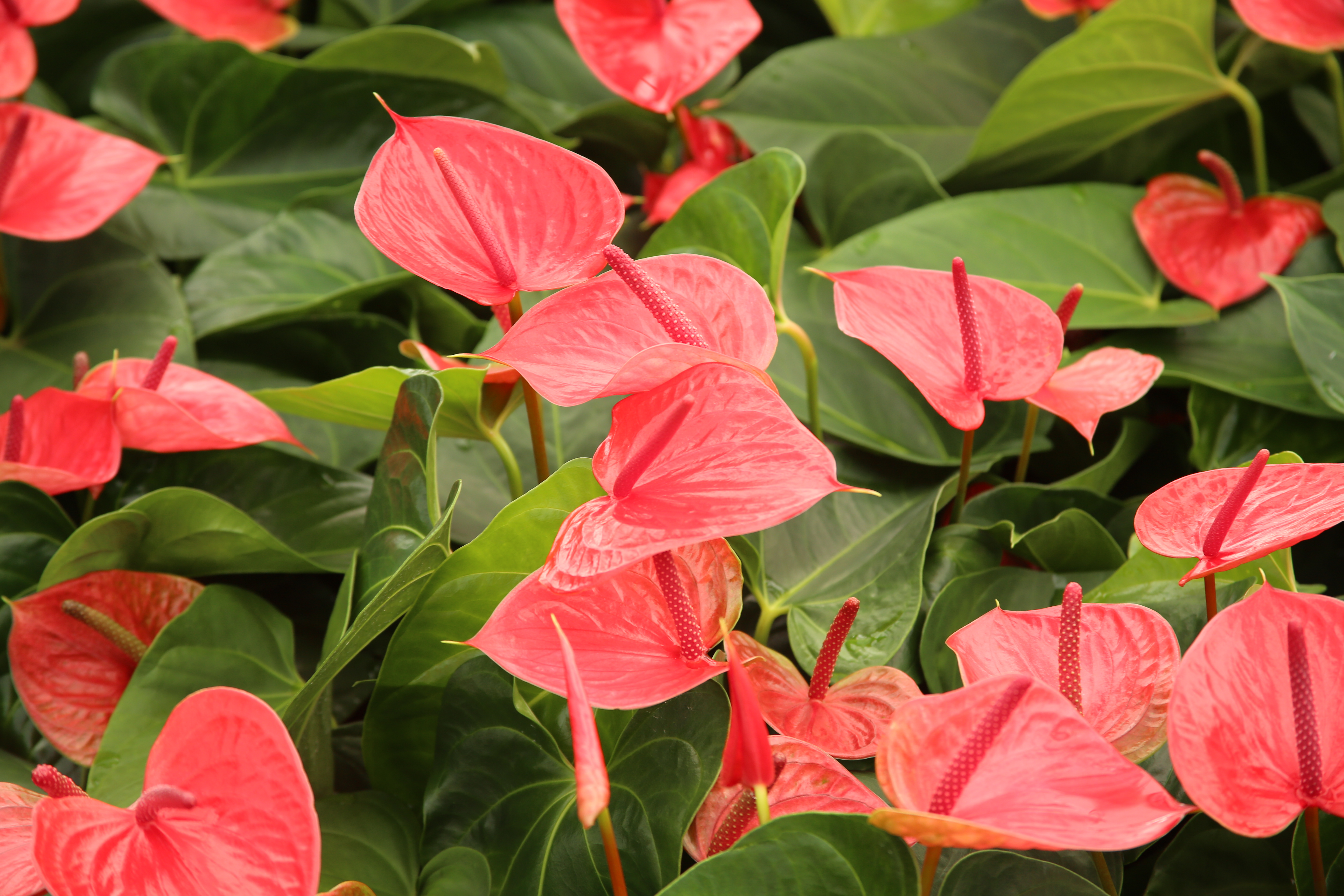 Valentine’s Day: Celebre o amor com presentes que florescem